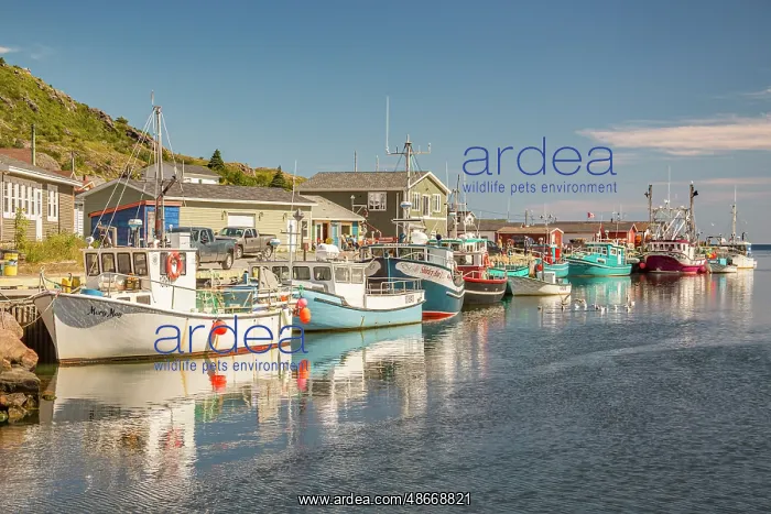  : Canada, Newfoundland and Labrador. Petty Harbor