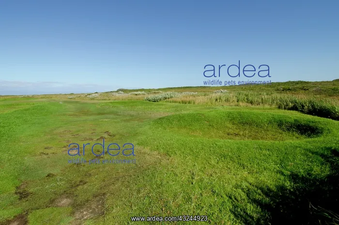 : Canada, Newfoundland, L'Anse aux Meadows : Canada, Newfoundland, L'Anse aux Meadows
