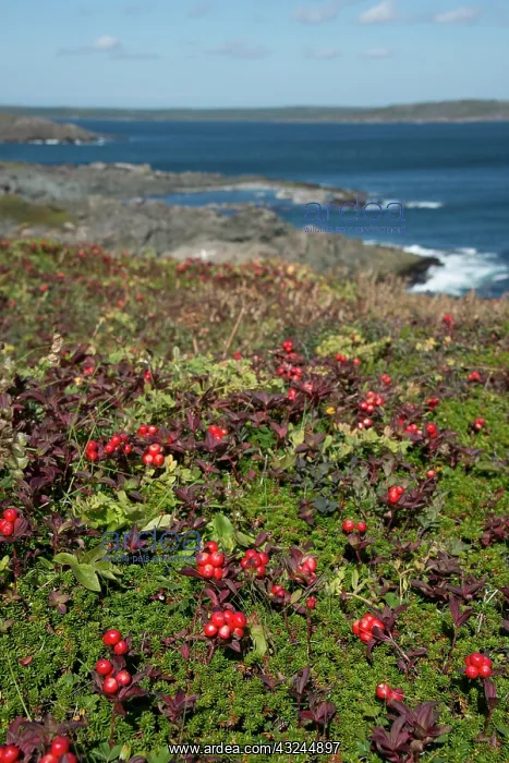 : Canada, Newfoundland, St. Anthony. Partridge : Canada, Newfoundland, St. Anthony. Partridge