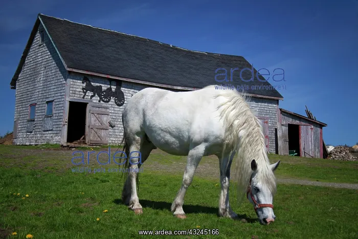 : Canada, Nova Scotia, Guysborough County : Canada, Nova Scotia, Guysborough County