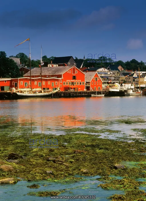 : Canada, Nova Scotia, Lunenburg, Atlantic : Canada, Nova Scotia, Lunenburg, Atlantic