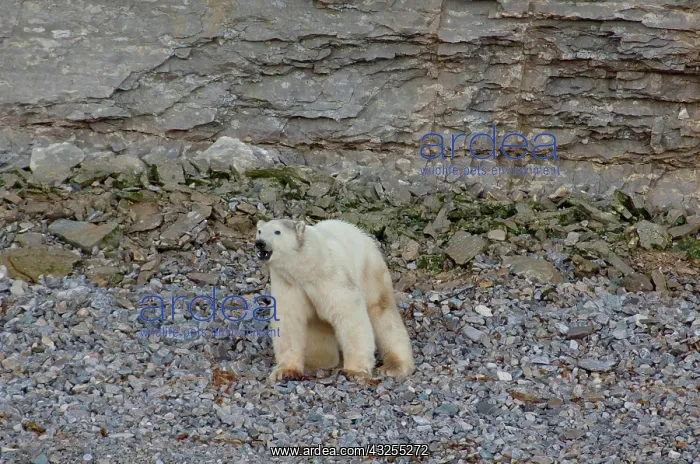 : Canada, Nunavut, Akpatok Island. Uninhabited : Canada, Nunavut, Akpatok Island. Uninhabited