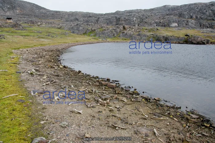 : Canada, Nunavut, Cape Dorset. Mallikjuag : Canada, Nunavut, Cape Dorset. Mallikjuag