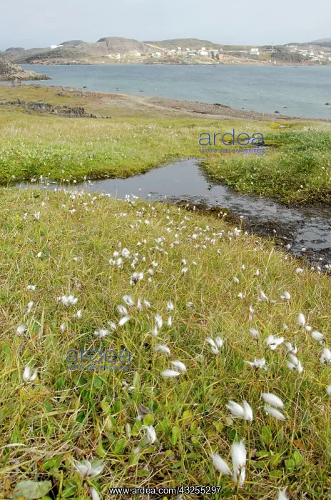 : Canada, Nunavut, Cape Dorset. Mallikjuag : Canada, Nunavut, Cape Dorset. Mallikjuag