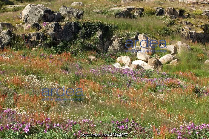 : Canada, Nunavut, Cape Dorset. Wildflower : Canada, Nunavut, Cape Dorset. Wildflower