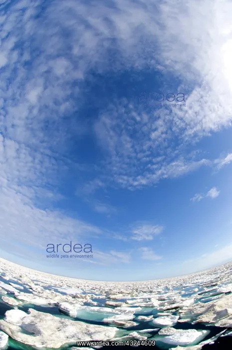 : Canada, Nunavut. Ice floes cruising Foxe : Canada, Nunavut. Ice floes cruising Foxe
