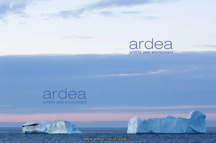 : Canada, Nunavut. Icebergs at sunset in Davis : Canada, Nunavut. Icebergs at sunset in Davis