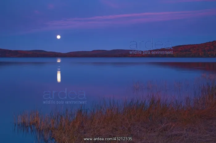 : Canada, Ontario, Algonquin Provincial Park : Canada, Ontario, Algonquin Provincial Park