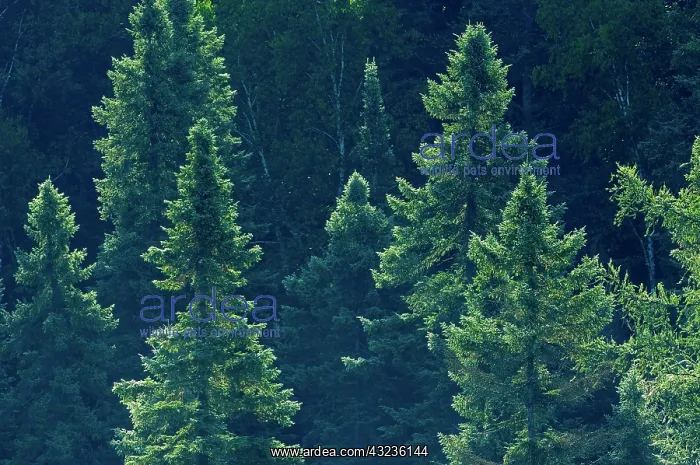 : Canada, Ontario. Algonquin Provincial Park : Canada, Ontario. Algonquin Provincial Park