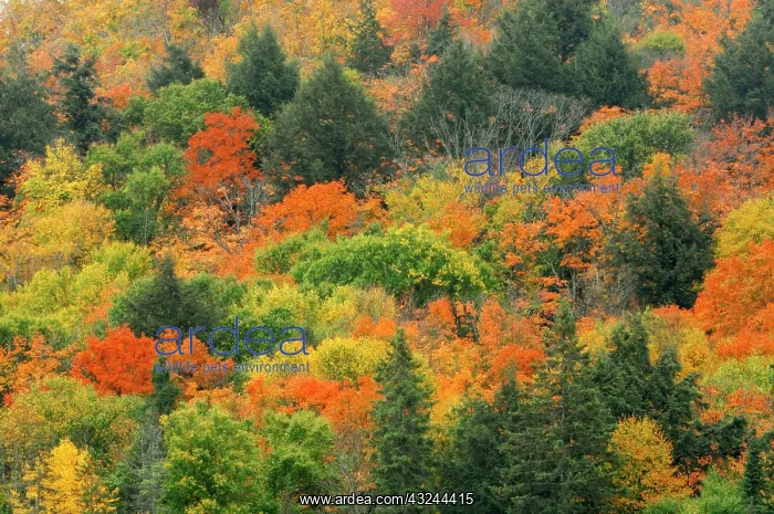 : Canada, Ontario, Algonquin Provincial Park : Canada, Ontario, Algonquin Provincial Park