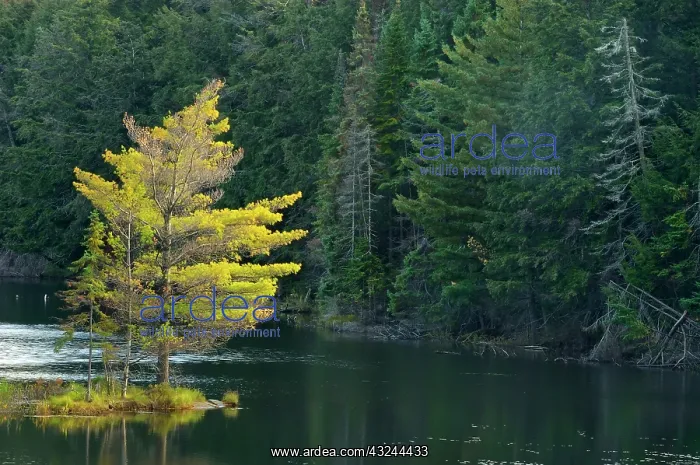 : Canada, Ontario, Algonquin Provincial Park : Canada, Ontario, Algonquin Provincial Park