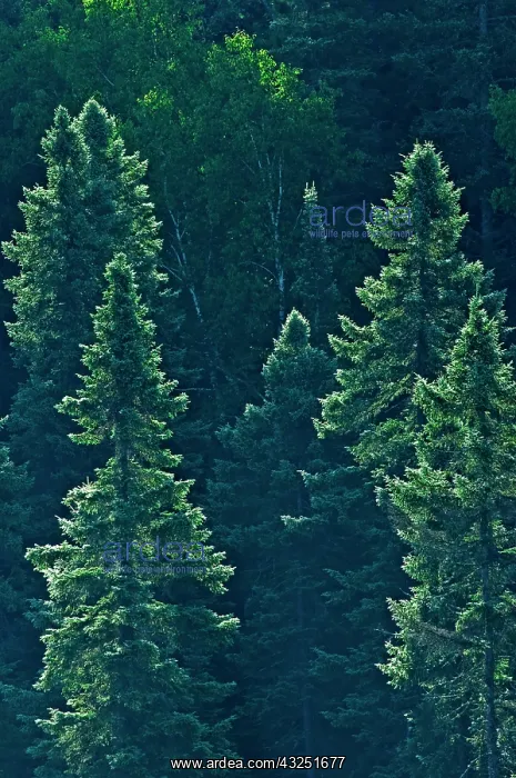 : Canada, Ontario. Algonquin Provincial Park : Canada, Ontario. Algonquin Provincial Park