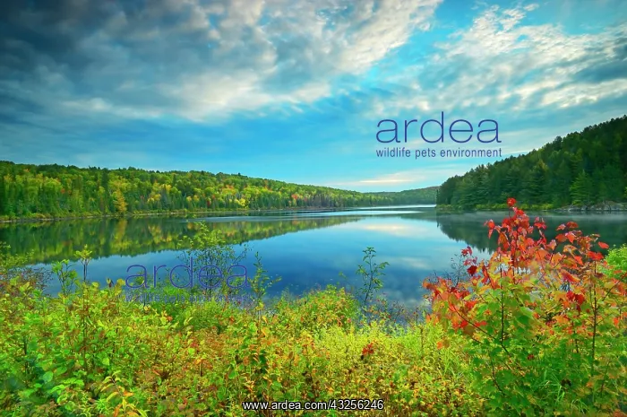 : Canada, Ontario, Algonquin Provincial Park