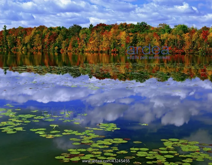 : Canada, Ontario. Autumn color reflects in : Canada, Ontario. Autumn color reflects in