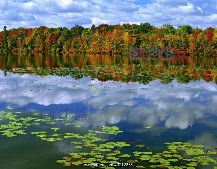: Canada, Ontario. Autumn-colored trees reflect : Canada, Ontario. Autumn-colored trees reflect