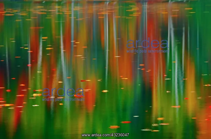 : Canada, Ontario. Autumn-colored trees reflected : Canada, Ontario. Autumn-colored trees reflected