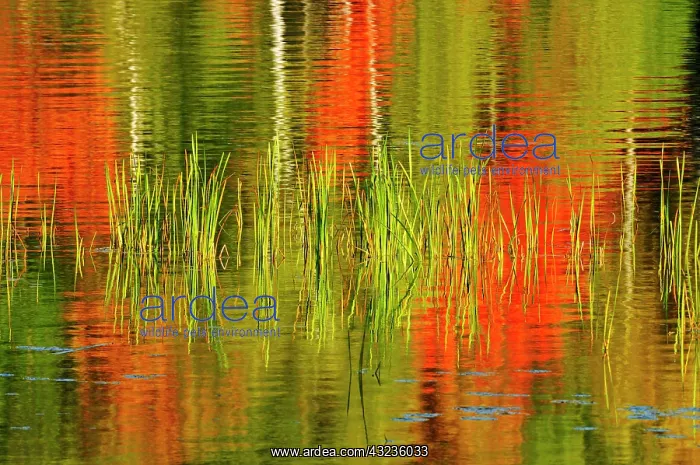 : Canada, Ontario, Baysville. Cattails and : Canada, Ontario, Baysville. Cattails and