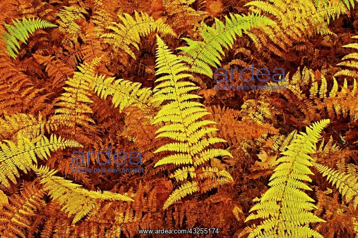 : Canada, Ontario, Baysville. Wood ferns in : Canada, Ontario, Baysville. Wood ferns in