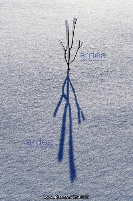 : Canada, Ontario, Bourget. Plant shadow on : Canada, Ontario, Bourget. Plant shadow on
