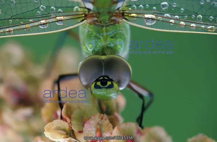 : Canada, Ontario, close-up of Green Darner : Canada, Ontario, close-up of Green Darner