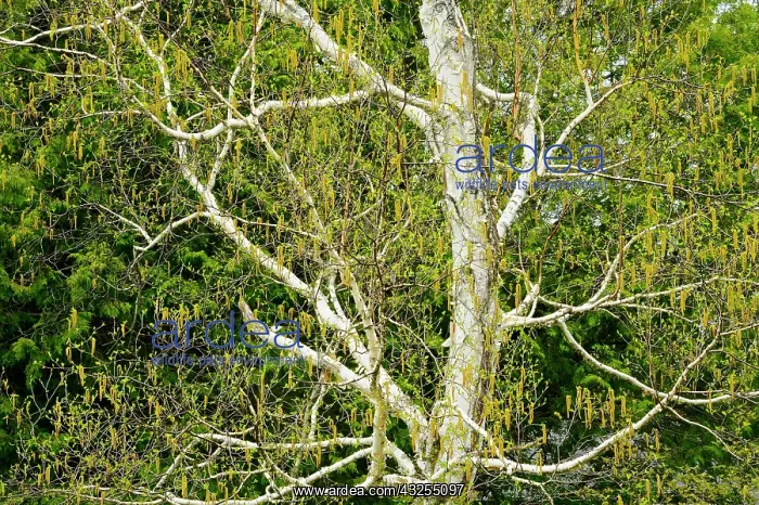 : Canada, Ontario, Dorset. Birch tree with : Canada, Ontario, Dorset. Birch tree with