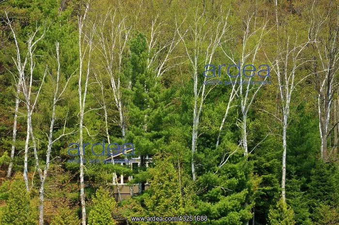 : Canada, Ontario, Dorset. Cottage hidden : Canada, Ontario, Dorset. Cottage hidden