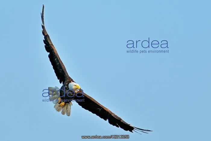: Canada, Ontario, Ear Falls. Bald Eagle in : Canada, Ontario, Ear Falls. Bald Eagle in