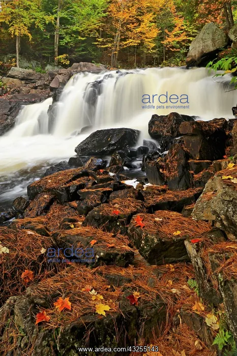 : Canada, Ontario, Emsdale. Maple leaves on : Canada, Ontario, Emsdale. Maple leaves on