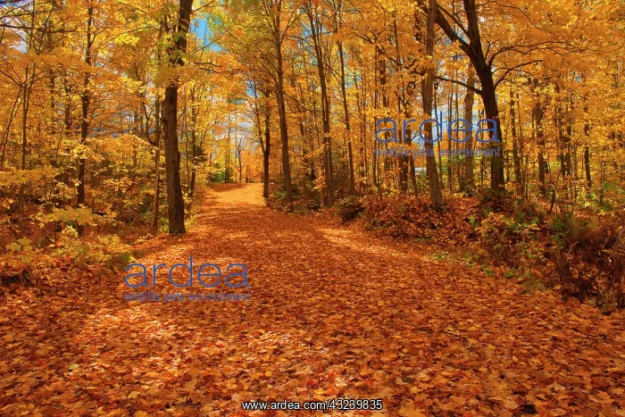 : Canada, Ontario, Fairbank Provincial Park. Sugar : Canada, Ontario, Fairbank Provincial Park. Sugar