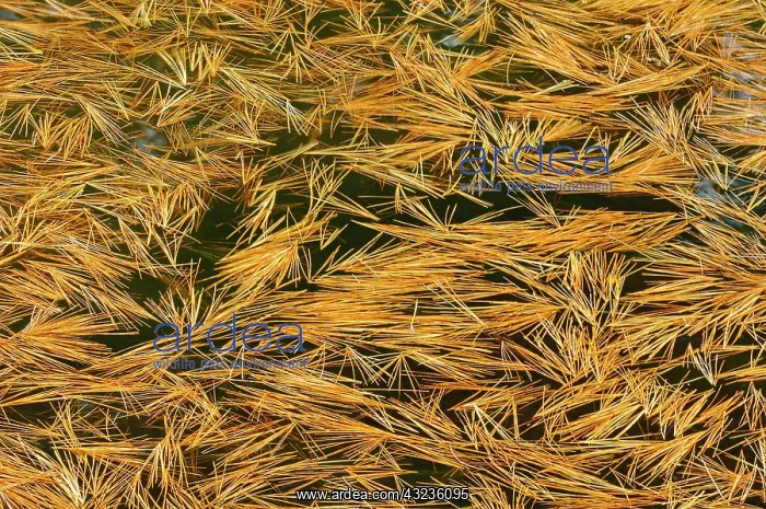 : Canada, Ontario. Fallen white pine needles : Canada, Ontario. Fallen white pine needles