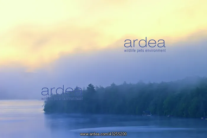 : Canada, Ontario. Fog at dawn on Lang Lake : Canada, Ontario. Fog at dawn on Lang Lake