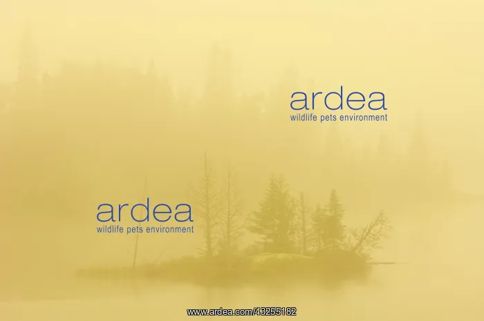 : Canada, Ontario. Heavy morning fog on lake : Canada, Ontario. Heavy morning fog on lake