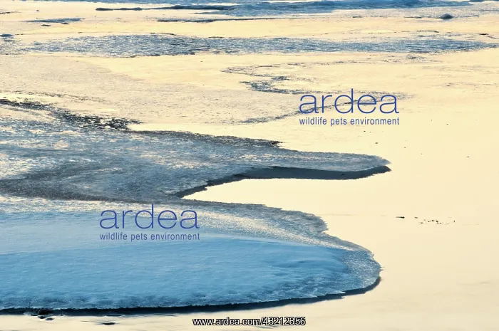 : Canada, Ontario. Ice patterns on Hope Bay : Canada, Ontario. Ice patterns on Hope Bay