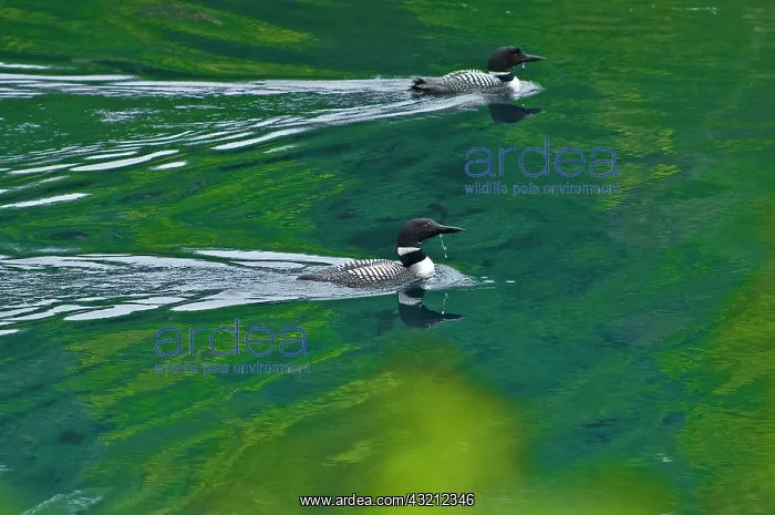 : Canada, Ontario, Killarney Provincial Park : Canada, Ontario, Killarney Provincial Park