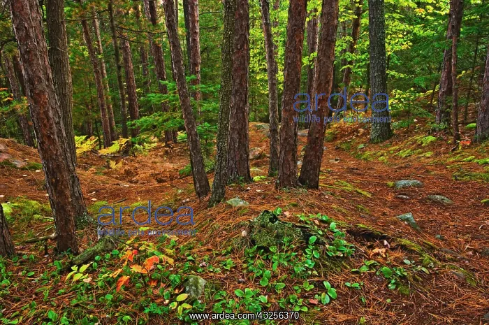 : Canada, Ontario, Killarney Provincial Park : Canada, Ontario, Killarney Provincial Park