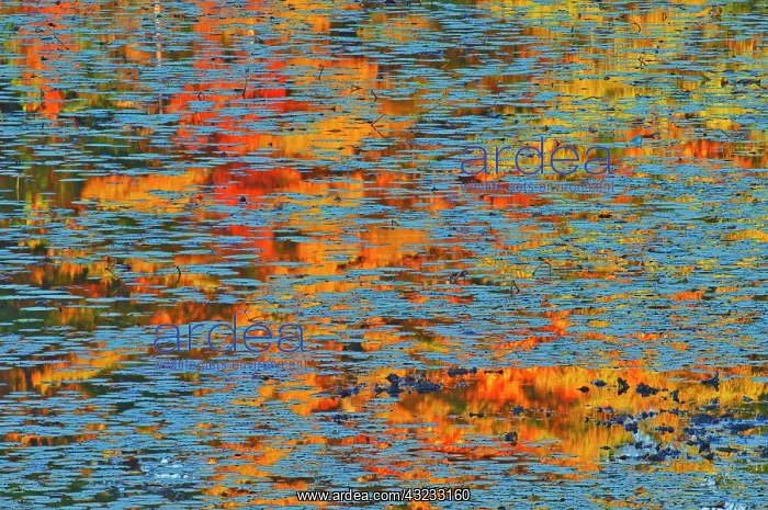 : Canada, Ontario, Minden. Reflection of autumn colored : Canada, Ontario, Minden. Reflection of autumn colored