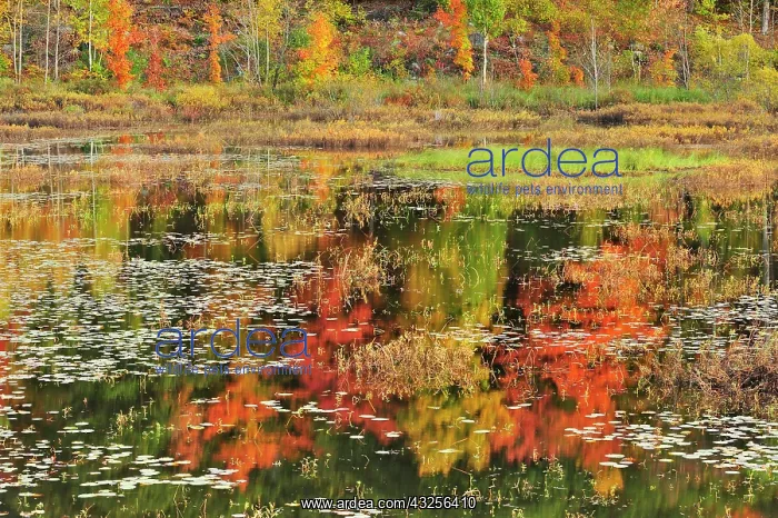 : Canada, Ontario, Minden. Reflection of autumn-colored : Canada, Ontario, Minden. Reflection of autumn-colored