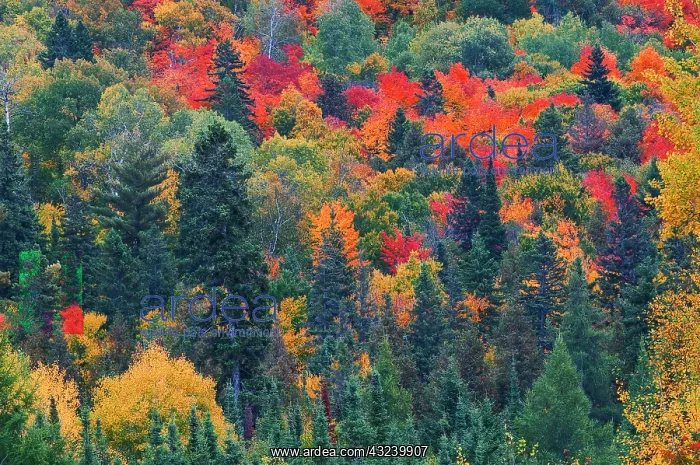 : Canada, Ontario, Mississauga Provincial Park. Autumn : Canada, Ontario, Mississauga Provincial Park. Autumn