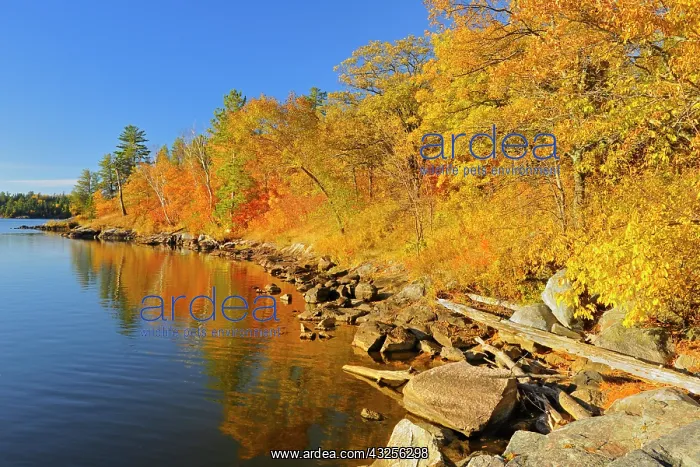 : Canada, Ontario, Nestor Falls. Autumn on : Canada, Ontario, Nestor Falls. Autumn on