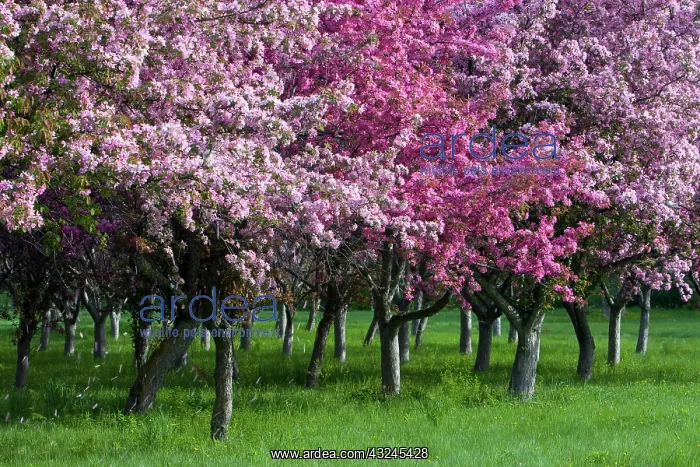 : Canada, Ontario, Ottawa. Grove of cherry : Canada, Ontario, Ottawa. Grove of cherry