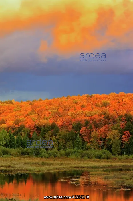 : Canada, Ontario, Oxtongue Lake. Colorful : Canada, Ontario, Oxtongue Lake. Colorful