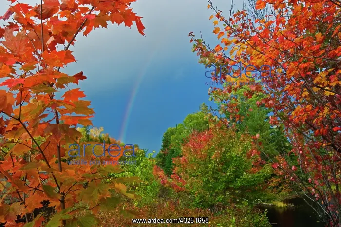 : Canada, Ontario, Oxtongue Lake. Rainbow : Canada, Ontario, Oxtongue Lake. Rainbow