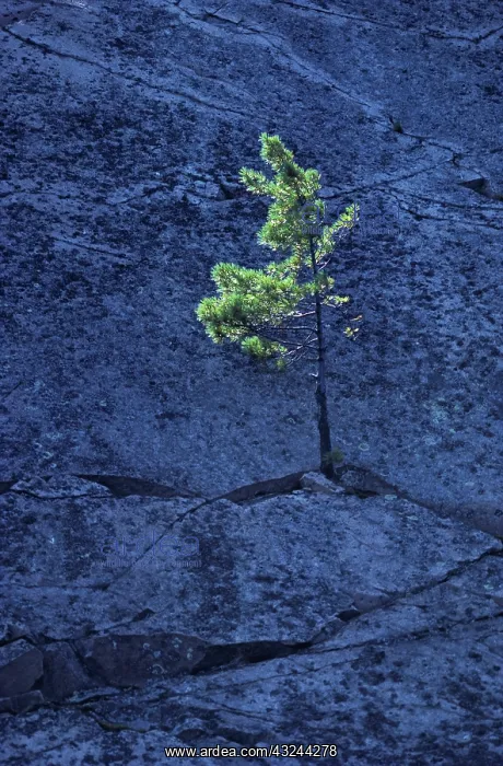 : Canada, Ontario. Pine tree growing from : Canada, Ontario. Pine tree growing from