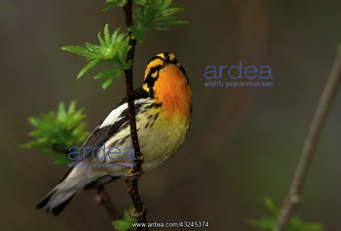 : Canada, Ontario, Pt. Pelee National Park : Canada, Ontario, Pt. Pelee National Park