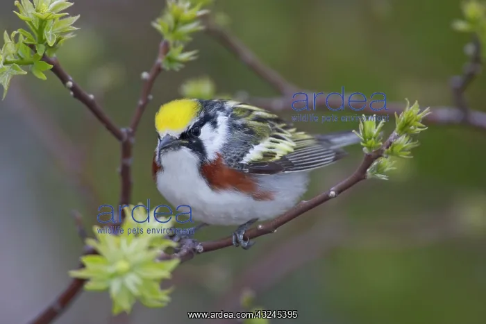 : Canada, Ontario, Pt. Pelee National Park : Canada, Ontario, Pt. Pelee National Park
