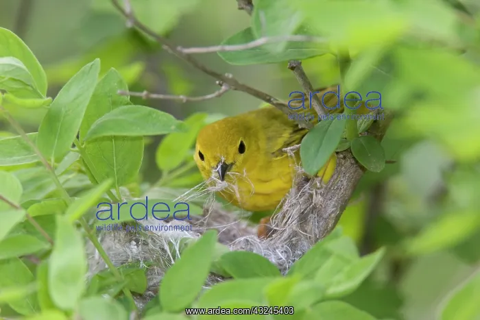 : Canada, Ontario, Pt. Pelee National Park : Canada, Ontario, Pt. Pelee National Park