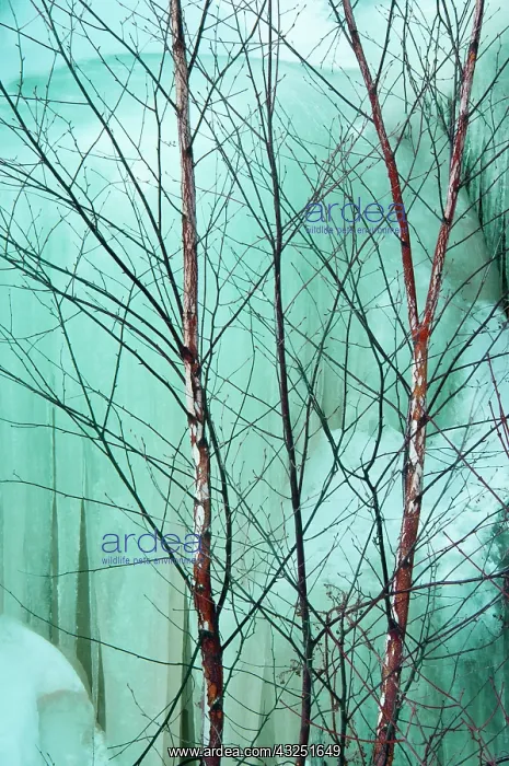 : Canada, Ontario, Rabi Lake. White birch : Canada, Ontario, Rabi Lake. White birch
