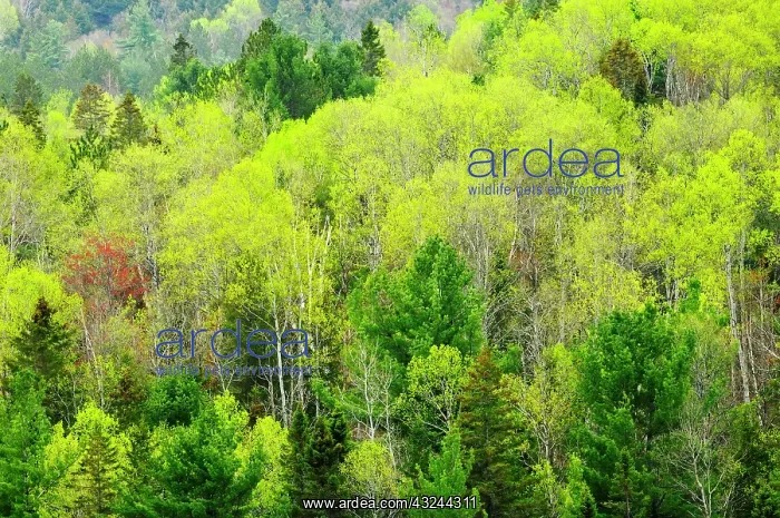 : Canada, Ontario, Rosseau. Mixed-wood forest : Canada, Ontario, Rosseau. Mixed-wood forest