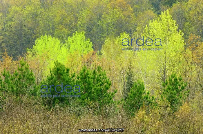 : Canada, Ontario, Rosseau. Scots pine and : Canada, Ontario, Rosseau. Scots pine and