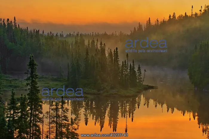  : Canada, Ontario, Schreiber. Sunrise fog and forest